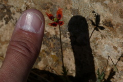 Papaver