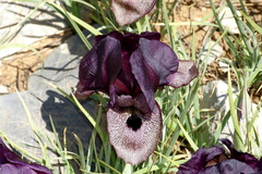 Iris lycotis
