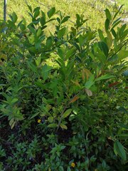 Citharexylum caudatum