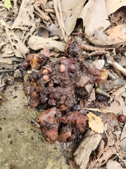 Vertebrata