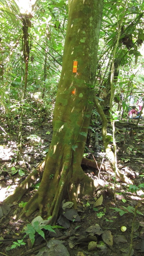 Pourouma bicolor, 2022-10-29