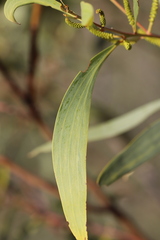 Acacia cowleana