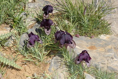 Iris lycotis
