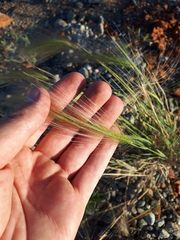 Hordeum jubatum