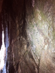 Crepidomanes intricatum