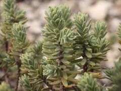 Thymelaea tinctoria