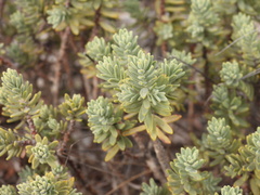 Thymelaea tinctoria