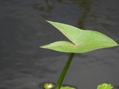 Sagittaria montevidensis