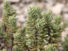 Thymelaea tinctoria