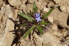 Asperula arvensis