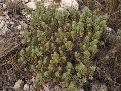 Thymelaea tinctoria