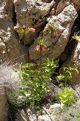 Fritillaria imperialis