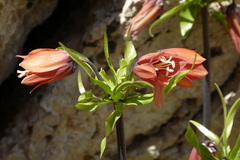 Fritillaria imperialis