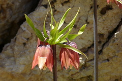 Fritillaria imperialis