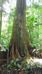 Tachigali panamensis