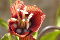 Fritillaria imperialis