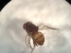 Drosophila repleta