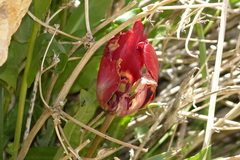 Tulipa