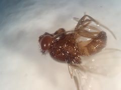 Drosophila repleta