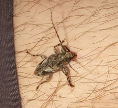 Aegomorphus jaspideus