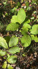 Chionanthus virginicus