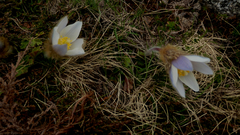 Pulsatilla vernalis