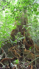 Tachigali panamensis