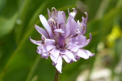Asteraceae