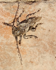 Aegomorphus jaspideus