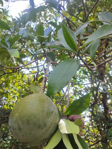 Tabernaemontana stapfiana image