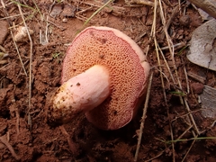 Chalciporus amarellus