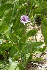 Asteraceae