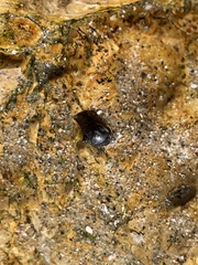 Littorina subrotundata
