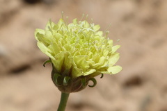 Asteraceae