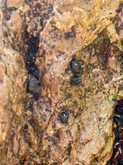 Littorina subrotundata