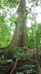 Tachigali panamensis