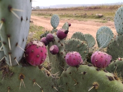 Opuntia robusta