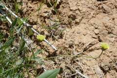 Asteraceae