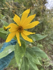 Helianthus strumosus