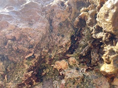 Littorina subrotundata