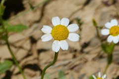 Asteraceae