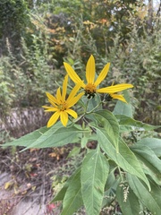 Helianthus strumosus