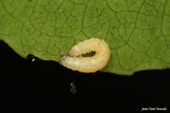 Gymnoscelis rufifasciata