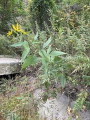 Helianthus strumosus
