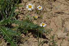Asteraceae