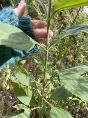 Helianthus strumosus