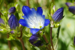 Gentiana olivieri