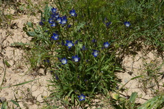 Gentiana olivieri
