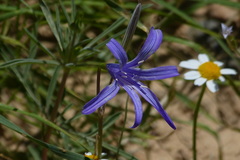 Ixiolirion tataricum