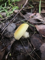 Amanita xanthocephala
